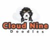 Cloud Nine Doodles Top Washington Breeder Logo