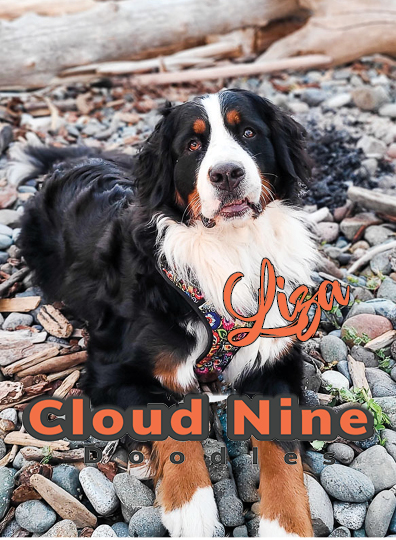 Cloud NIne Doodles Bernese Mountain Dog Liza